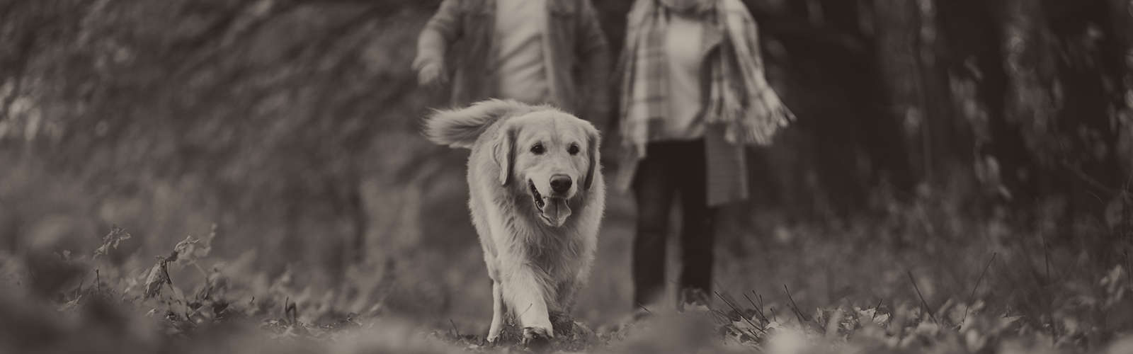 Shutterstock 236087458 edited