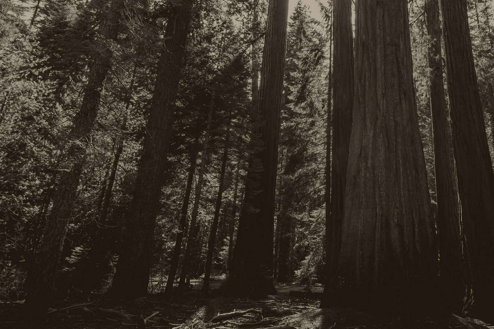 Redwood